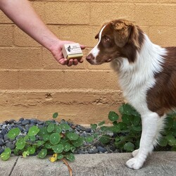 Dog Shampoo Bars
