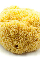 Sponges Direct *Yellow Sea Sponge 6"-7"