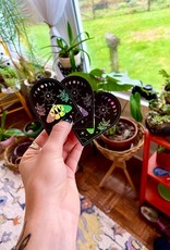 Holographic Moth Arc Sticker - Black