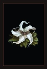 Into The Lonely Woods Cards