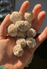 Desert Rose | 40-60mm | Mexico