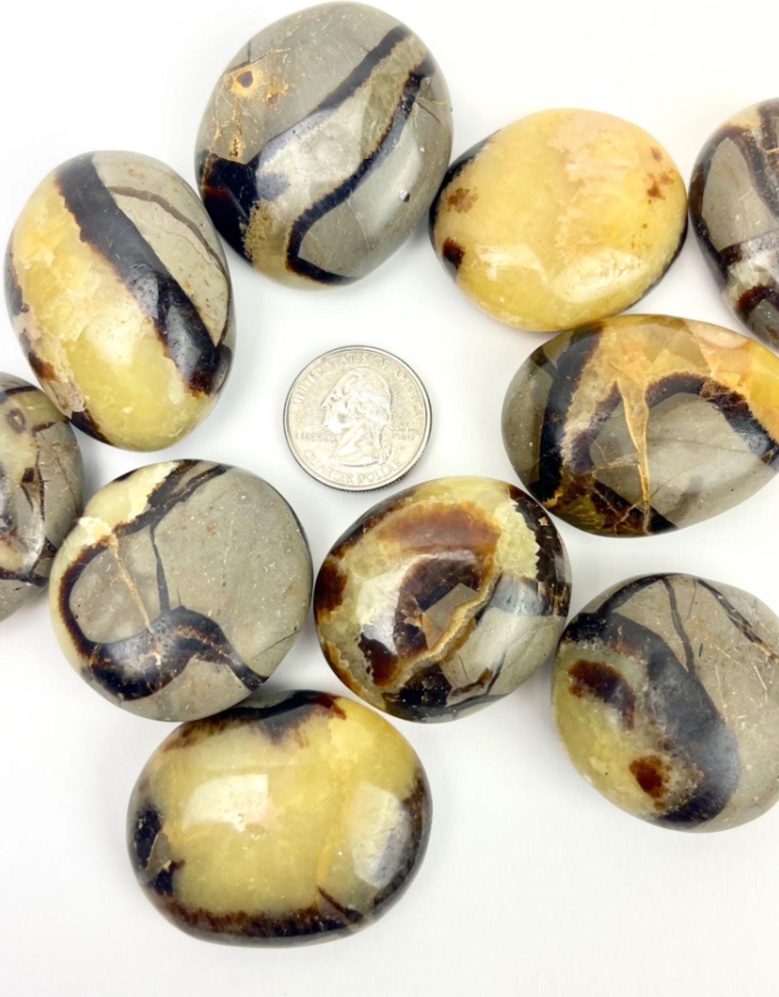 Septarian "Dragon Stone" | Palmstone | 40-50mm | Madagascar