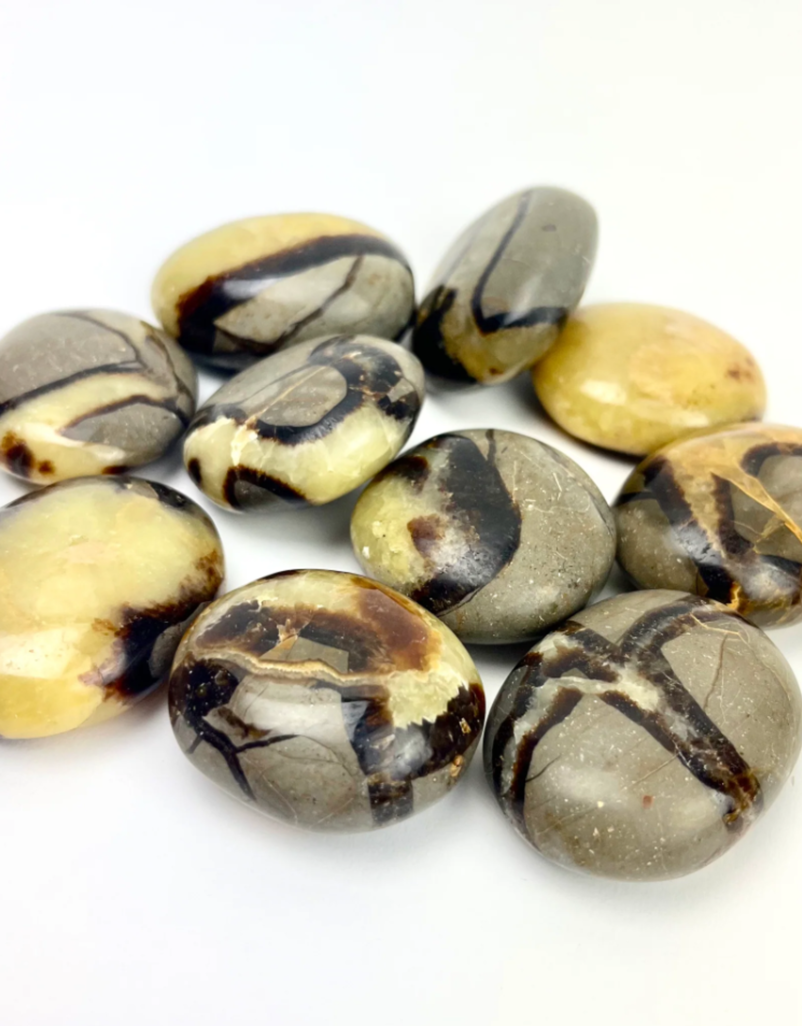 Septarian "Dragon Stone" | Palmstone | 40-50mm | Madagascar