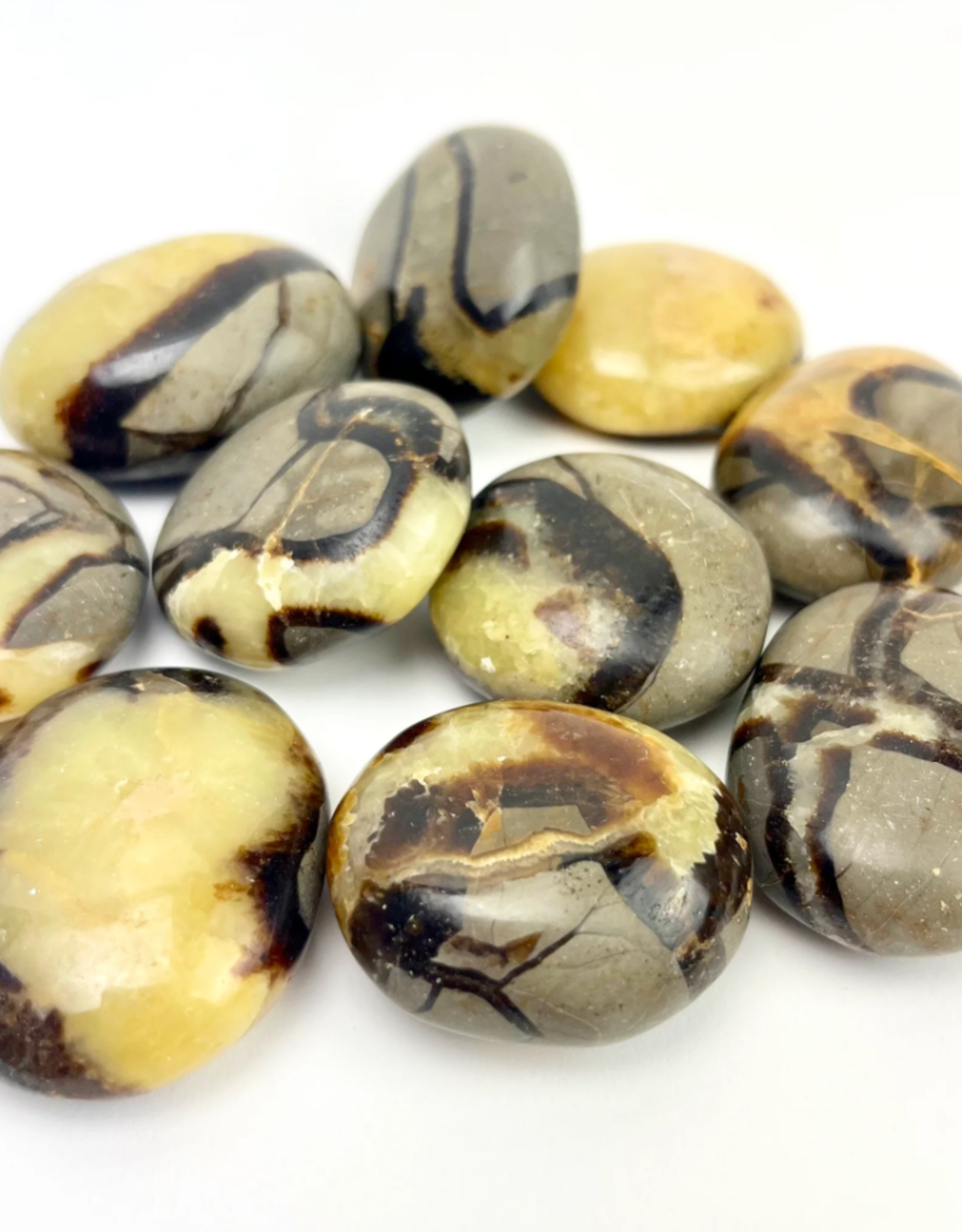 Septarian "Dragon Stone" | Palmstone | 40-50mm | Madagascar
