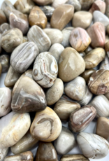 Petrified Wood | Tumbled | 20-30 mm