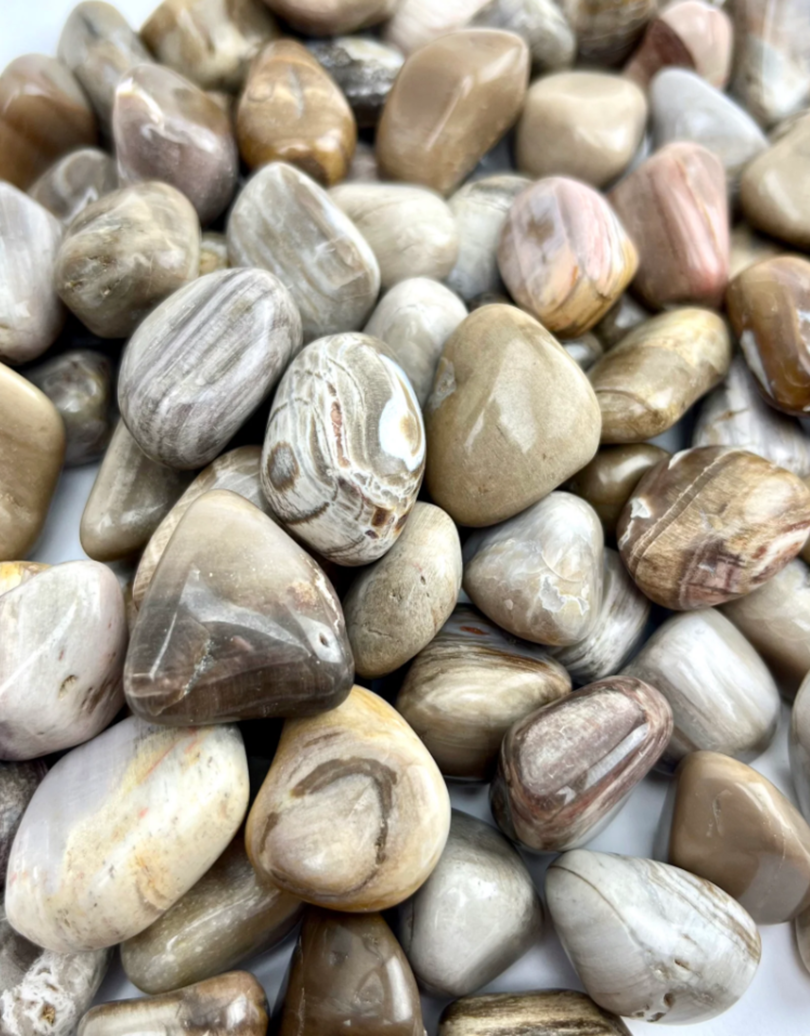 Petrified Wood | Tumbled | 20-30 mm
