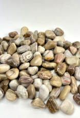 Petrified Wood | Tumbled | 20-30 mm
