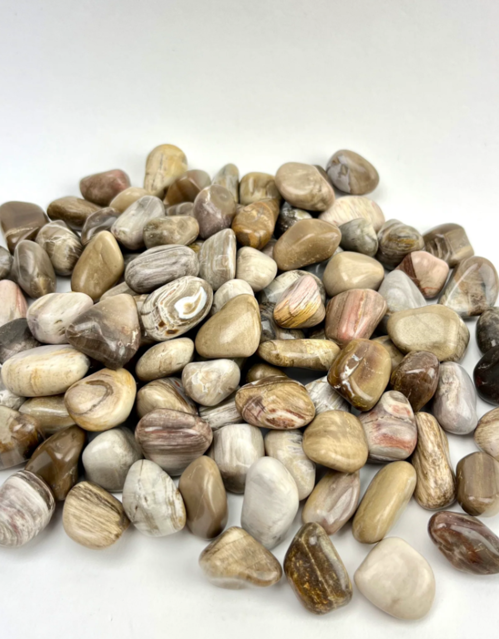 Petrified Wood | Tumbled | 20-30 mm