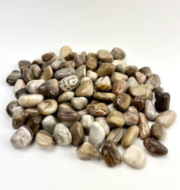 Petrified Wood | Tumbled | 20-30mm