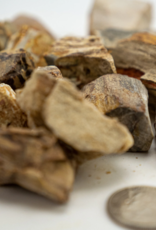 Petrified Wood Rough | 30-50 mm | Madagascar