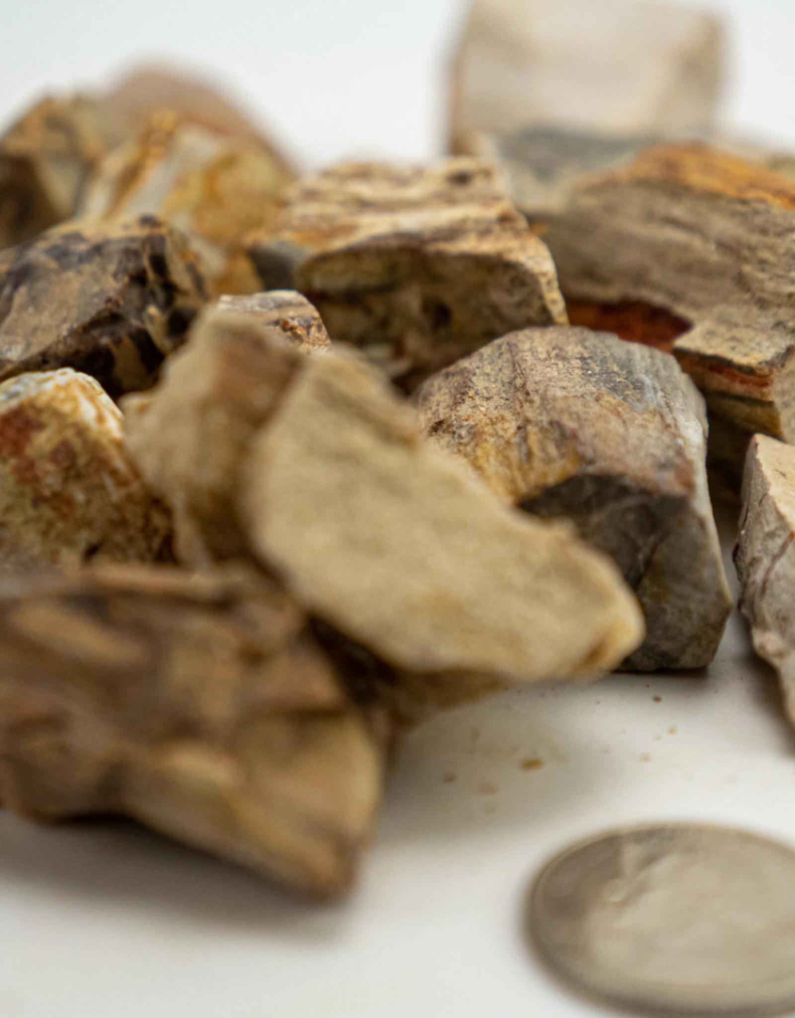Petrified Wood Rough | 30-50 mm | Madagascar