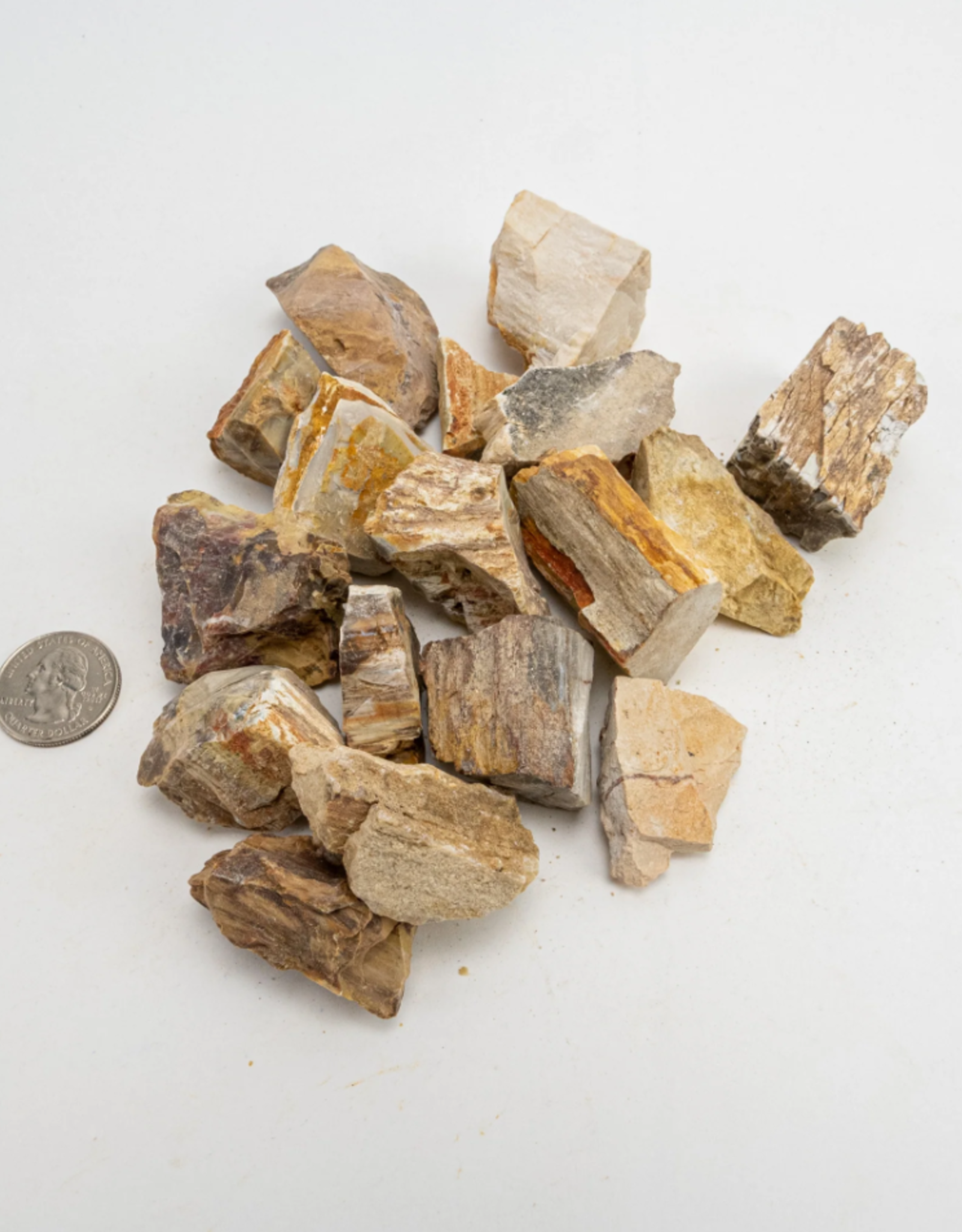 Petrified Wood Rough | 30-50 mm | Madagascar