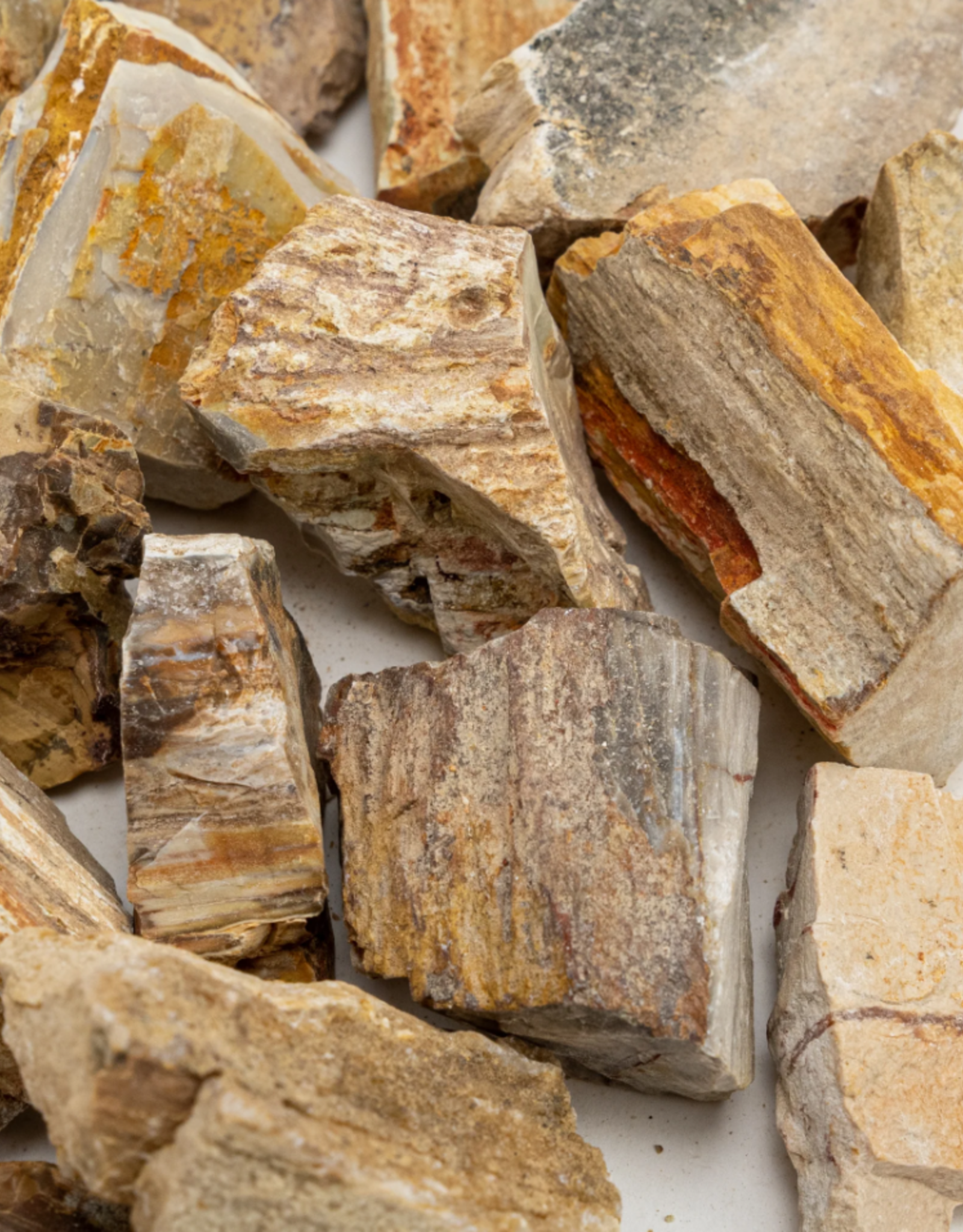 Petrified Wood Rough | 30-50 mm | Madagascar
