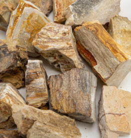 Petrified Wood Rough | 30-50 mm | Madagascar