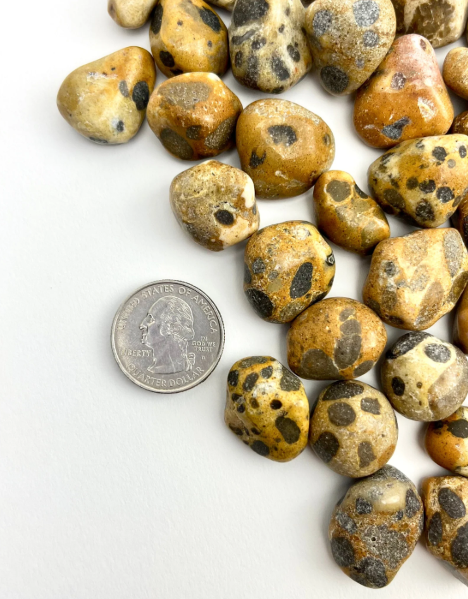 Leopard Jasper | 15-25mm | India