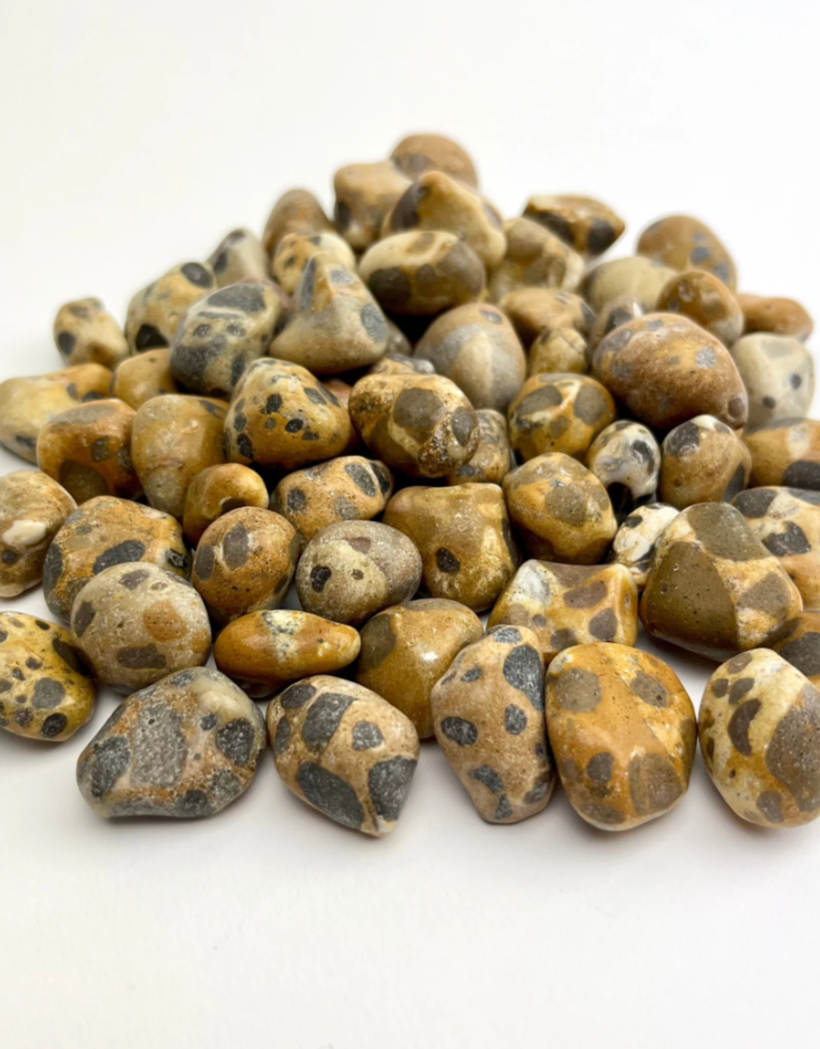 Leopard Jasper | 15-25mm | India