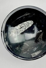 Orthoceras Fossil Bowl | 120mm | Morocco
