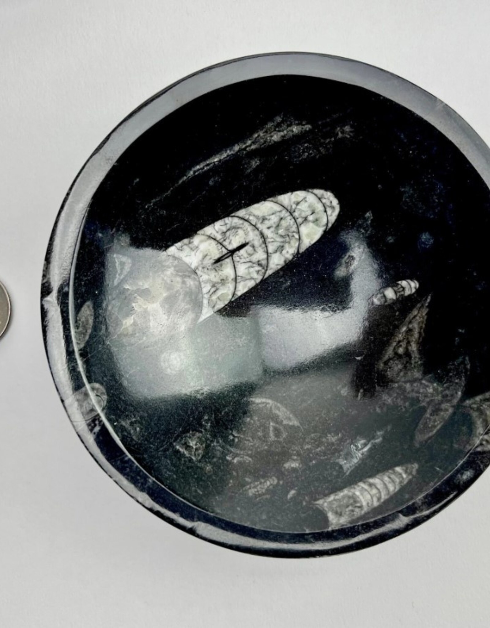 Orthoceras Fossil Bowl | 120mm | Morocco