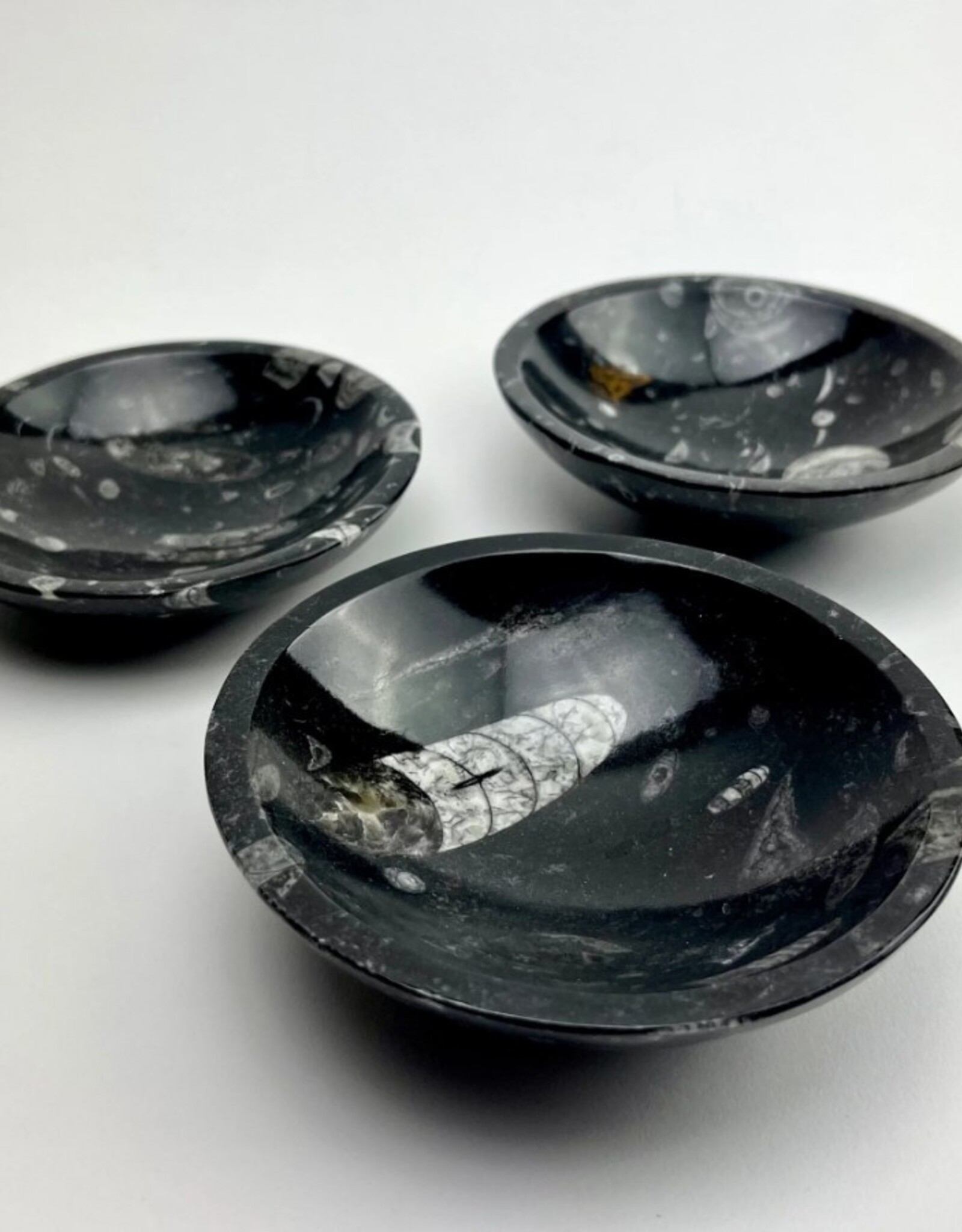 Orthoceras Fossil Bowl | 120mm | Morocco