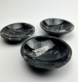 Orthoceras Fossil Bowl | 120mm | Morocco