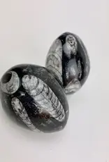 Orthoceras Fossil Egg | 50- 60 mm | Morocco