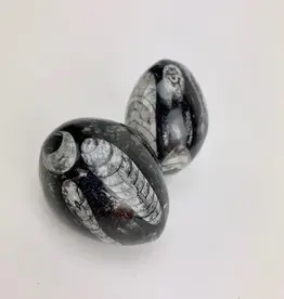 Orthoceras Fossil Egg | 50- 60 mm | Morocco