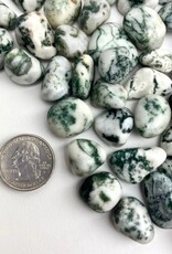 Tree Agate Tumbled | 15-25MM | India