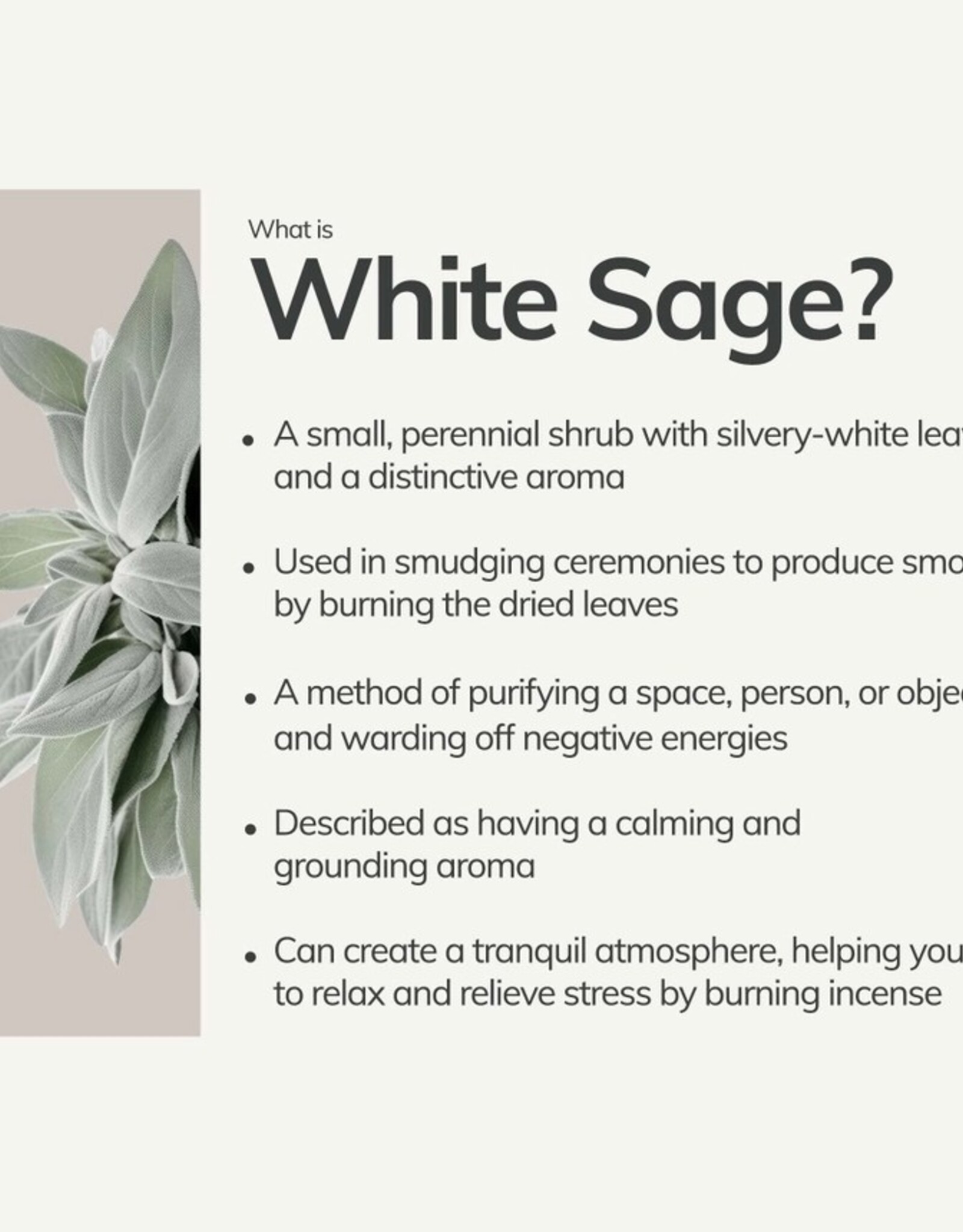 White Sage Hand-Rolled Incense Stick