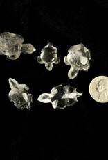 Crystal Carved Turtle | Clear Quartz | 25-35mm | Brazil