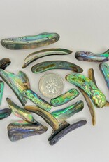 Abalone Rims | 25-50mm| New Zealand