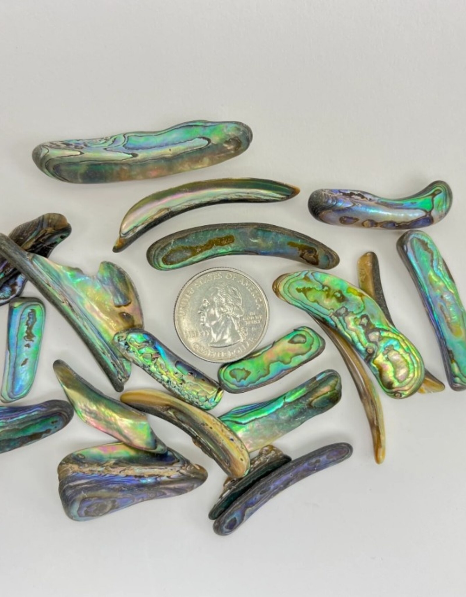 Abalone Rims | 25-50mm| New Zealand