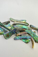 Abalone Rims | 25-50mm| New Zealand