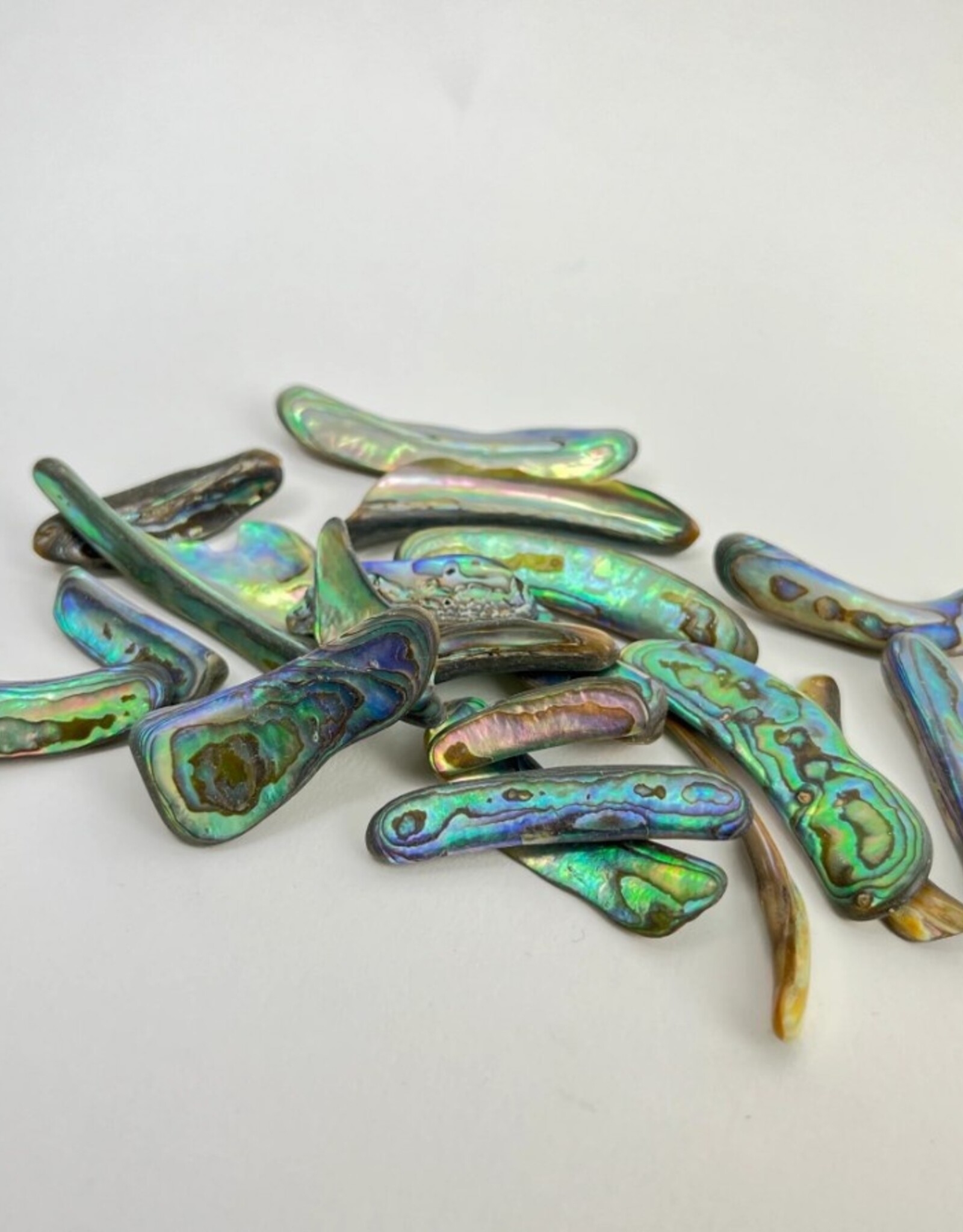 Abalone Rims | 25-50mm| New Zealand