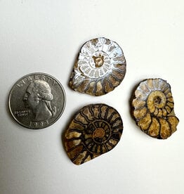 Opalized Ammonite | 20-50mm