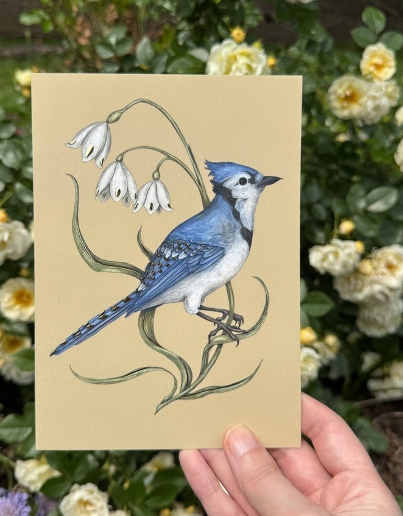 -5” X 7” Blue Jay & Snowflake Gold Foil Postcard
