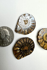 Opalized Ammonite | 30-70mm