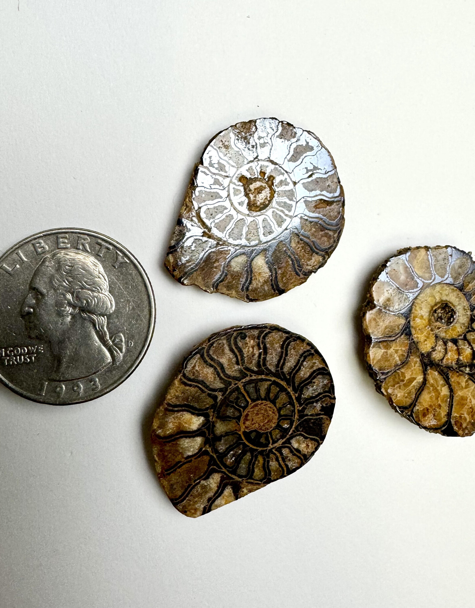 Opalized Ammonite | 30-70mm