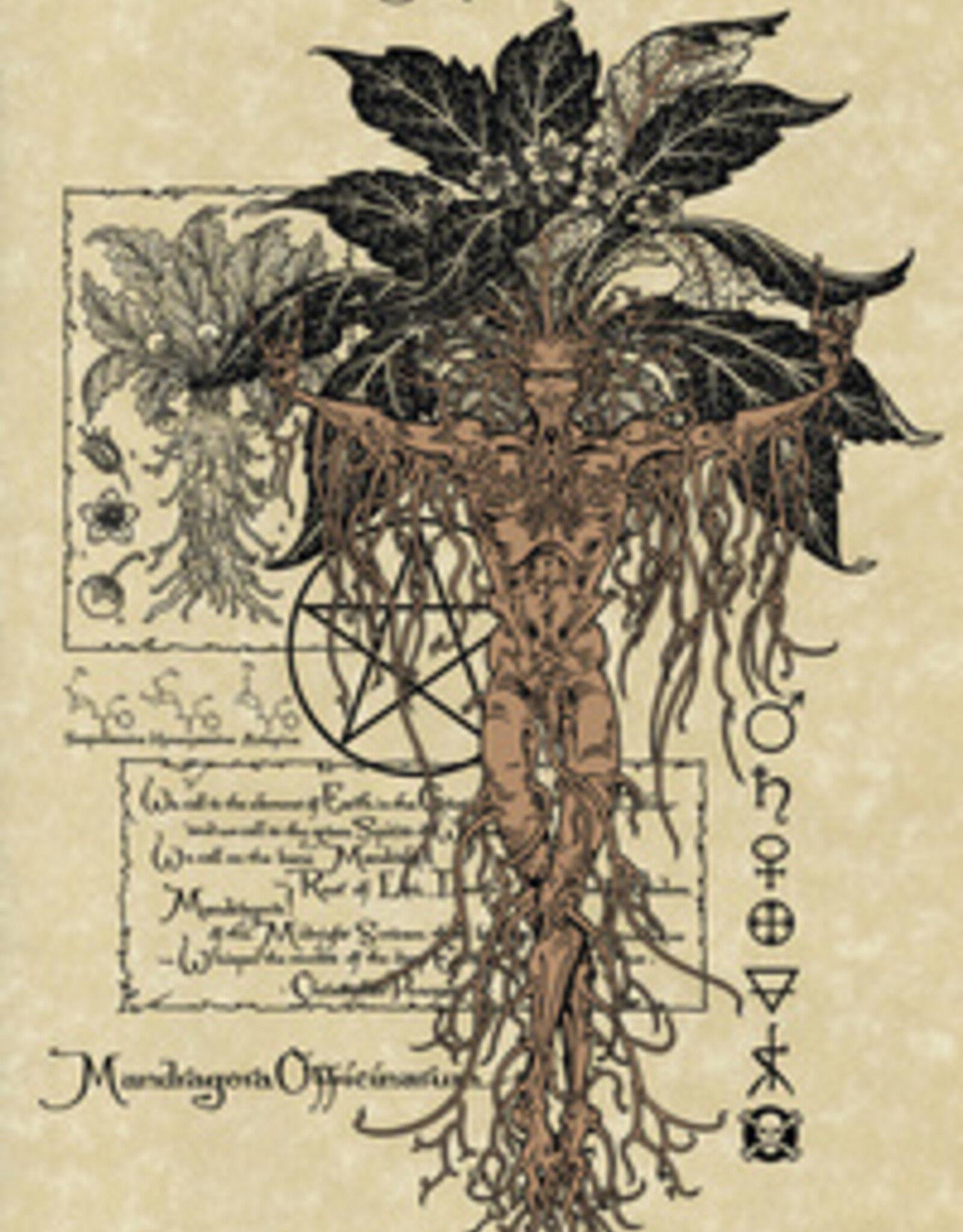 The Magickal Botanical Oracle