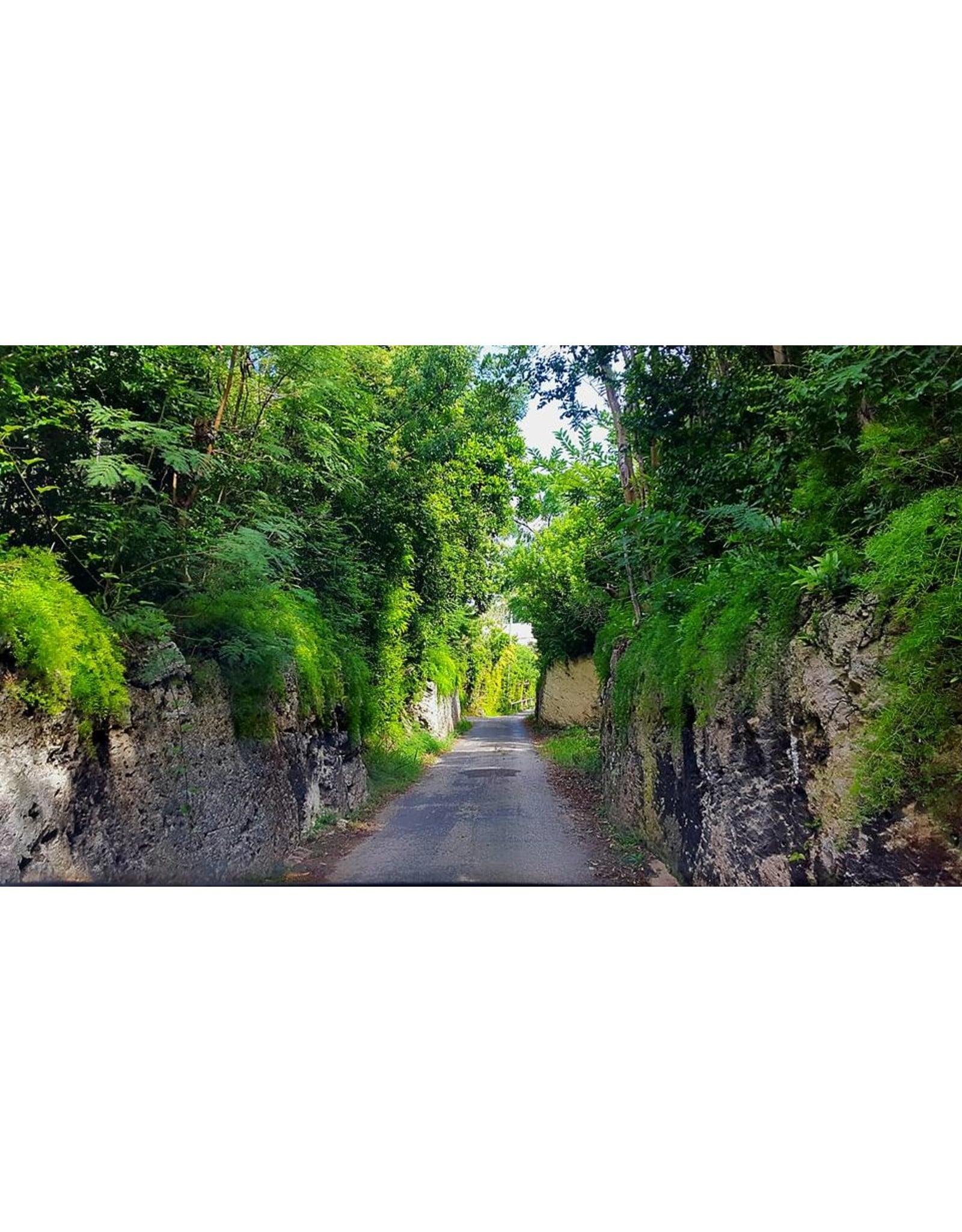 SOCIAL CYCLES Bermuda E-Bike Railway Trail & Beach Adventure