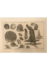 SPV Original Lithograph Black and White Sea life 1700s