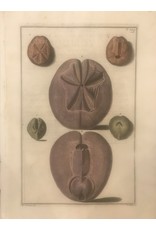 SPV Original Educational Lithograph of Shells in Purple 1800s