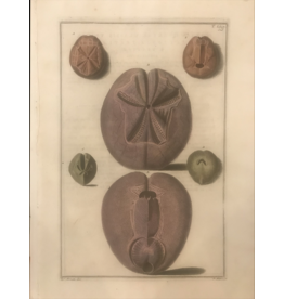 SPV Original Educational Lithograph of Shells in Purple 1800s