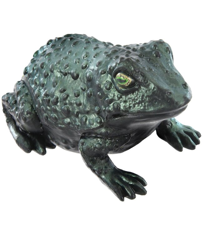 Large Iridescent Toad