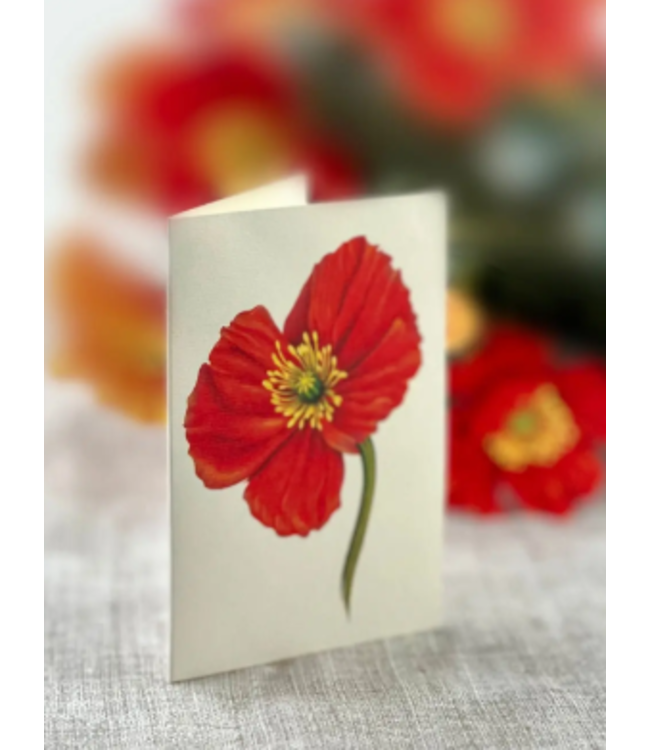 Fresh Cut Paper French Poppies Pop Up Flower Bouquet