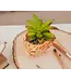 TOYNK A Nightmare On Elm Street Freddy Krueger Ceramic Planter w/ Artificial Succulent