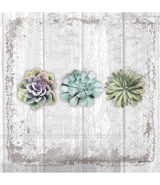 BOSTON INTERNATIONAL 20CT BEV SUCCULENTS STILL LIFE