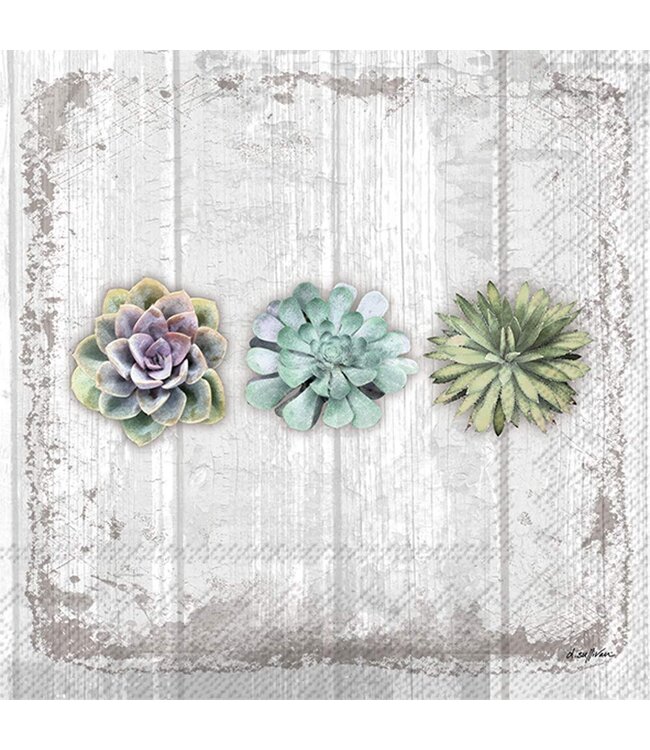 BOSTON INTERNATIONAL 20CT BEV SUCCULENTS STILL LIFE