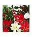 CASPARI CHRISTMAS GARDEN - NAPKIN LUNCHEON