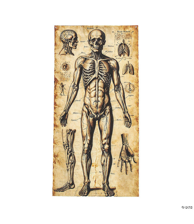 Morris 6.5 ft Human Anatomy Drawings Door Curtain