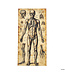 Morris 6.5 ft Human Anatomy Drawings Door Curtain